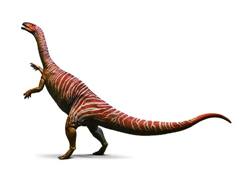 Plateosaurus ‭(Платеозавр‭)‬
