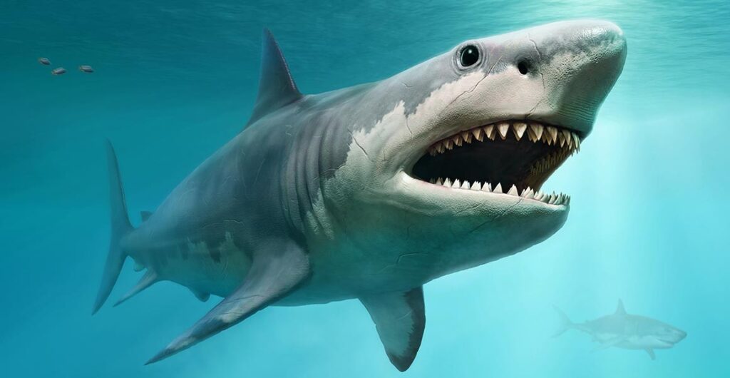 Мегалодон: найбільша акулу