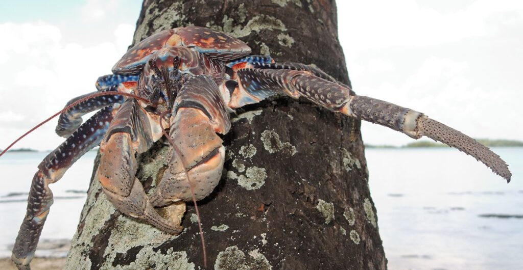 Кокосові краби: птахоїдні бегемоти, що процвітають на ізольованих тропічних островах