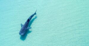 whale-shark-v2-full-width.jpg.thumb_.1160.1160